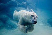 Un ours polaire nageant sous l'eau