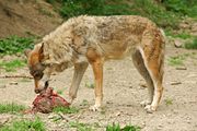 Le loup est carnivore.