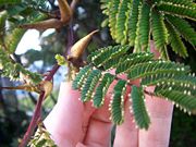 Branche d'un acacia cornigera