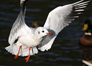 Une mouette rieuse.