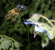 Une abeille en vol