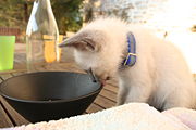 chaton buvant