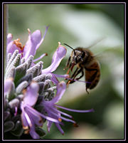Abeille qui butine