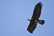 Un aigle royal en plein vol, maintenant sa proie entre ses serres.