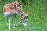 Une daine adulte et son petit.