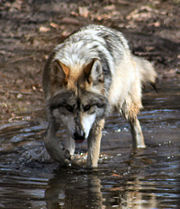 Un loup gris