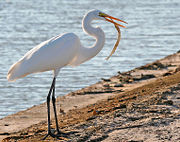 La grande aigrette (Ardea alba) est l'espèce d'aigrette la plus connue.