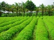 Un champ agricole
