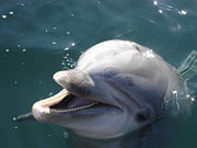 Un dauphin