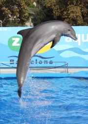 Un dauphin sautant de l'eau