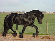 Un frison