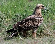 Un aigle ravisseur (Aquila rapax).