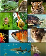 Diverses espèces du règne animal.